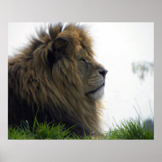 Leeuw met mooie manen poster