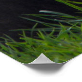 Leeuw met prachtig Poster van Mane (Hoek)