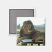 Leeuw op automagneet magneet (Voorkant / Achterkant)