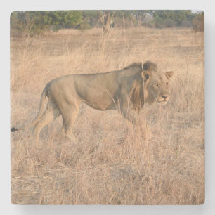 Leeuw op de jacht, Zambia. Stenen Onderzetter