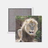 Leeuw op de rotsen magneet (Voorkant / Achterkant)