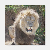 Leeuw op de rotsen magneet (Voorkant)