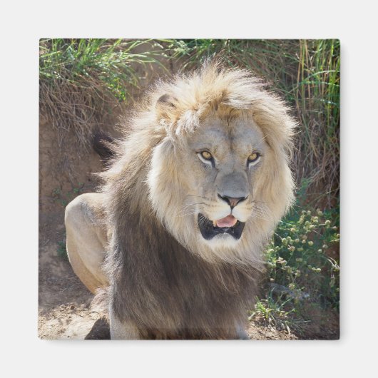 Leeuw op de rotsen magneet (Voorkant)