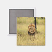 Leeuw (Panthera leo) die in een bos loopt, Magneet (Voorkant / Achterkant)