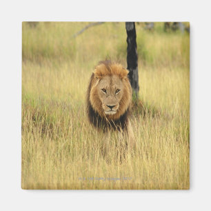 Leeuw (Panthera leo) die in een bos loopt, Magneet