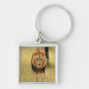 Leeuw (Panthera leo) die in een bos loopt, Sleutelhanger