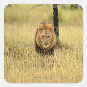 Leeuw (Panthera leo) die in een bos loopt, Vierkante Sticker
