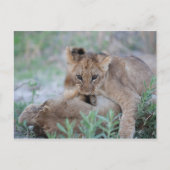 Leeuw (Panthera leo) krab bijtend moeders oor, Briefkaart (Voorkant)