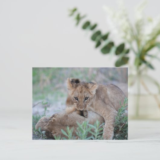 Leeuw (Panthera leo) krab bijtend moeders oor, Briefkaart (Staand voorkant)