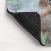 Leeuw (Panthera leo) krab bijtend moeders oor, Muismat (Hoek)