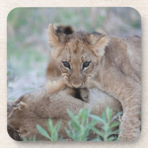 Leeuw (Panthera leo) krab bijtend moeders oor, Onderzetter