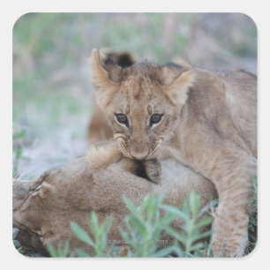 Leeuw (Panthera leo) krab bijtend moeders oor, Vierkante Sticker