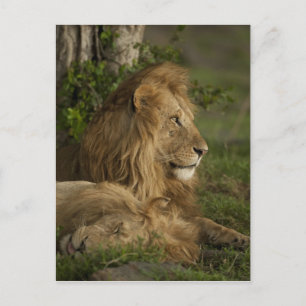 Leeuw, Panthera leo, Lower Mara, Masai Mara GR, Briefkaart