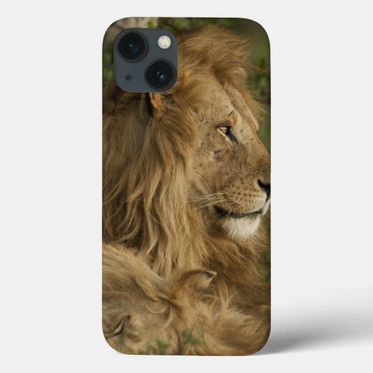 Leeuw, Panthera leo, Lower Mara, Masai Mara GR, Case-Mate iPhone Case (Achterkant)