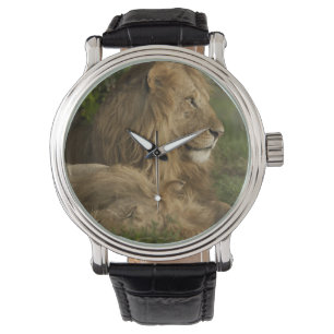 Leeuw, Panthera leo, Lower Mara, Masai Mara GR, Horloge