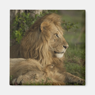 Leeuw, Panthera leo, Lower Mara, Masai Mara GR, Magneet