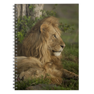 Leeuw, Panthera leo, Lower Mara, Masai Mara GR, Notitieboek