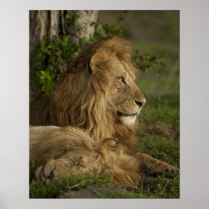 Leeuw, Panthera leo, Lower Mara, Masai Mara GR, Poster