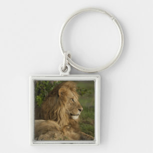 Leeuw, Panthera leo, Lower Mara, Masai Mara GR, Sleutelhanger