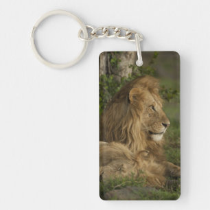 Leeuw, Panthera leo, Lower Mara, Masai Mara GR, Sleutelhanger