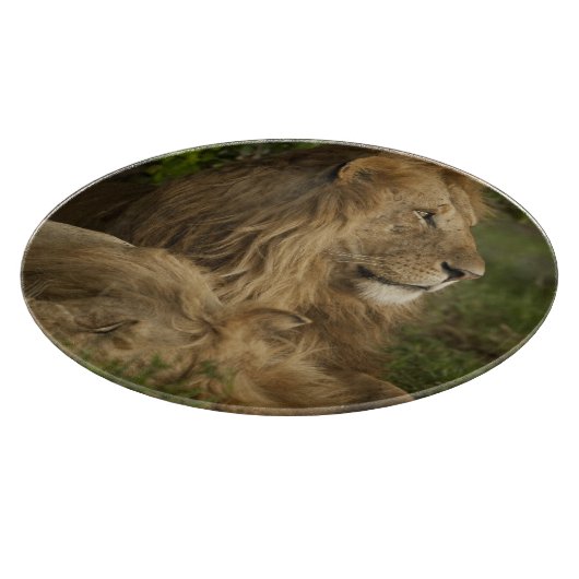 Leeuw, Panthera leo, Lower Mara, Masai Mara GR, Snijplank (Hoek)