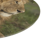 Leeuw, Panthera leo, Lower Mara, Masai Mara GR, Snijplank (Hoek)