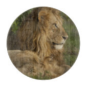 Leeuw, Panthera leo, Lower Mara, Masai Mara GR, Snijplank (Voorkant)