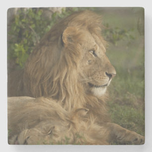 Leeuw, Panthera leo, Lower Mara, Masai Mara GR, Stenen Onderzetter