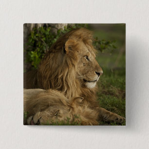 Leeuw, Panthera leo, Lower Mara, Masai Mara GR, Vierkante Button 5,1 Cm