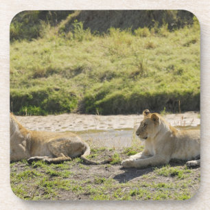 leeuw (Panthera leo), twee jonge leeuwen, Masai Drankjes Onderzetter