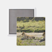 leeuw (Panthera leo), twee jonge leeuwen, Masai Magneet (Voorkant / Achterkant)