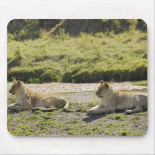leeuw (Panthera leo), twee jonge leeuwen, Masai Muismat