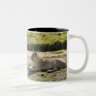 leeuw (Panthera leo), twee jonge leeuwen, Masai Tweekleurige Koffiemok