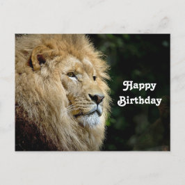 Leeuw Profiel Wilde Dieren Foto Verjaardag Briefkaart