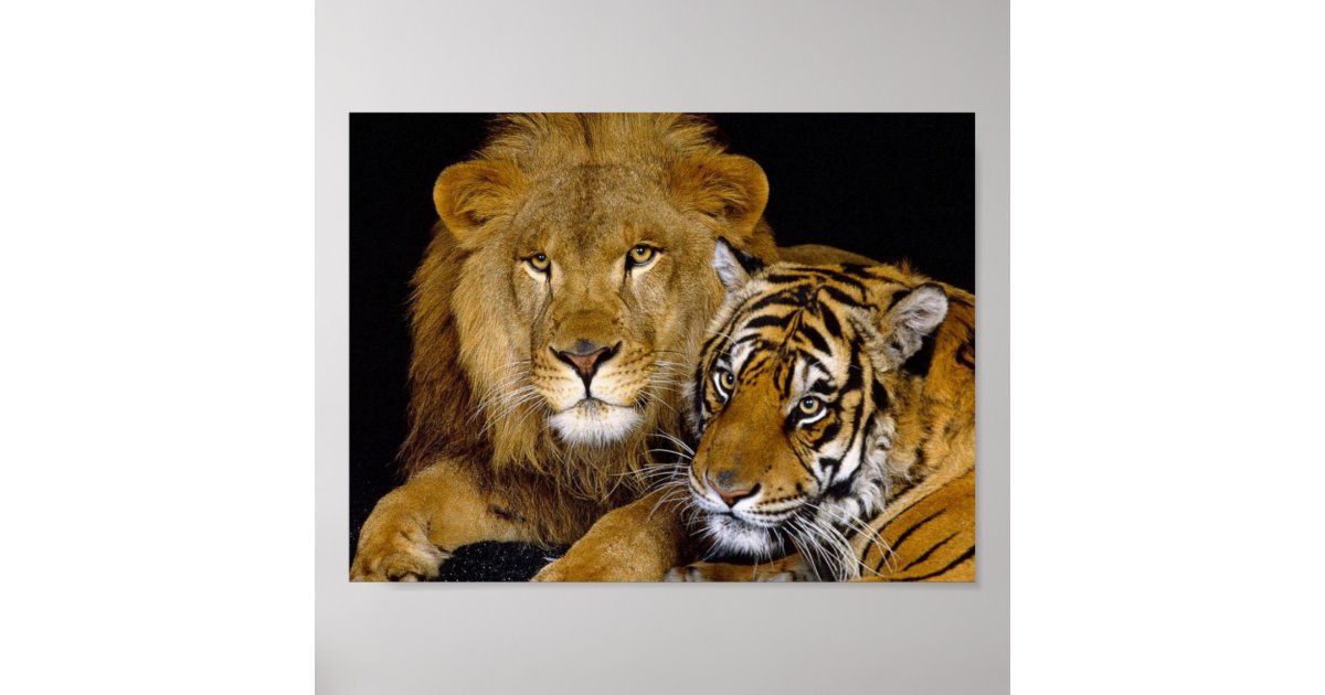 Leeuw & Tijger Poster | Zazzle.nl