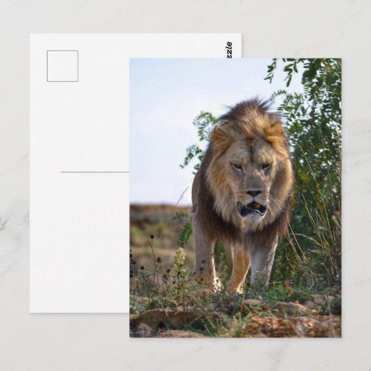 Leeuw van het gezicht die op gras loopt briefkaart (Voorkant / Achterkant)