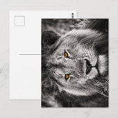 Leeuw van Juda - Leeuw - Rastafari - Briefkaart (Voorkant / Achterkant)