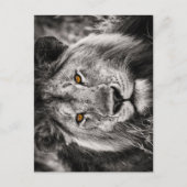 Leeuw van Juda - Leeuw - Rastafari - Briefkaart (Voorkant)