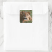Leeuw Vierkante Sticker (Tas)