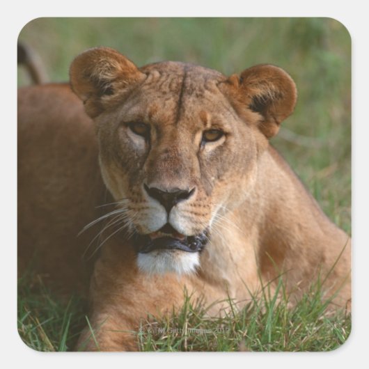 Leeuw Vierkante Sticker (Voorkant)