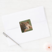 Leeuw Vierkante Sticker (Envelop)