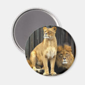 Leeuw - Waarom zit je op mij? Magneet (Voorkant / Achterkant)