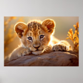 Leeuw welp wild dier rustig vredig poster (Voorkant)