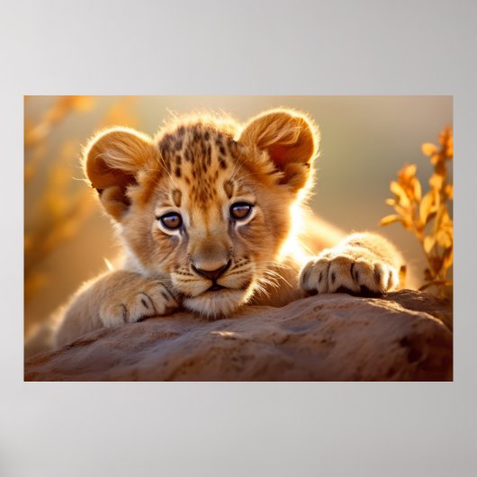 Leeuw welp wild dier rustig vredig poster (Voorkant)