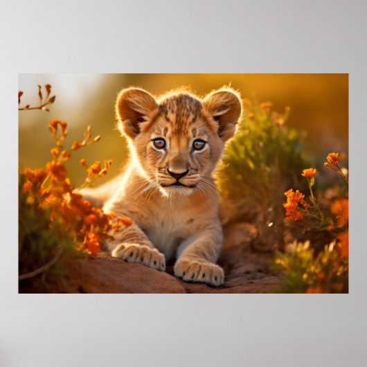 Leeuw welp wild dier rustig vredig poster (Voorkant)