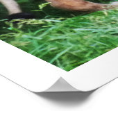 Leeuw wild dier poster (Hoek)