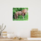 Leeuw wild dier poster (Keuken)