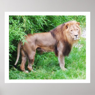 Leeuw wild dier poster