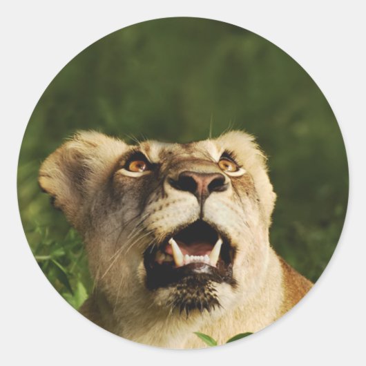 Leeuw wildlife safari stickers (Voorkant)