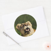 Leeuw wildlife safari stickers (Envelop)